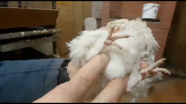 Определение пола техасских перепелов