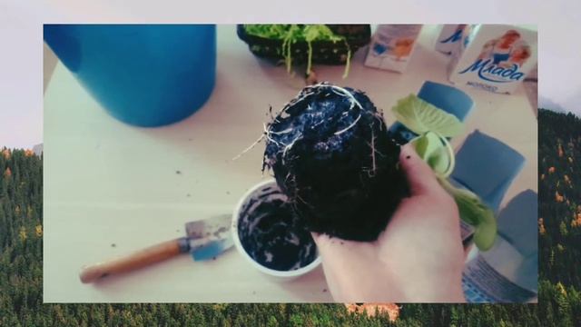 Что если у тыквы вытянулся стебель?
