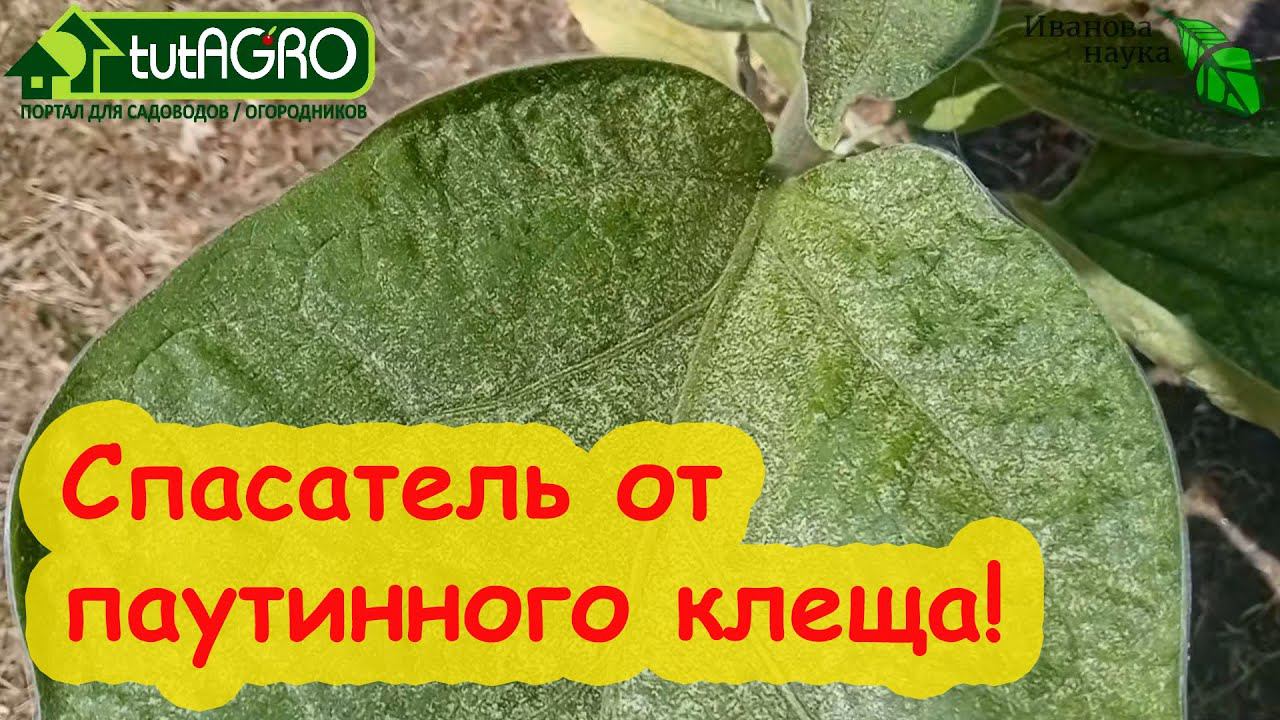 ЭТО РАСТЕНИЕ ДОЛЖЫ ВЫРАЩИВАТЬ ВСЕ! Мощное оружие для борьбы с паутинным клещом. Используйте его!
