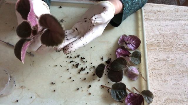 ФИАЛКИ. Что делать, когда фиалка плохо растёт? смотреть онлайн