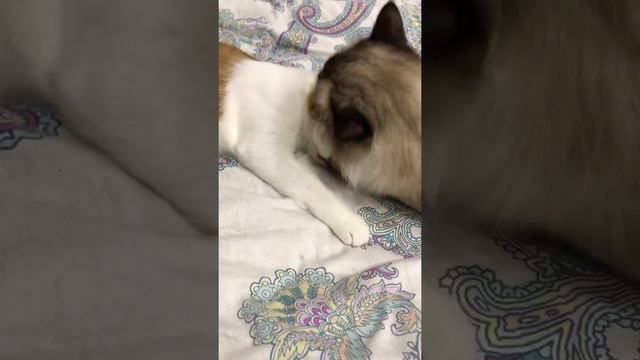 Кошачьи ласки и нежности. Пика и Мирон друг-друга моют. Веселые коты
