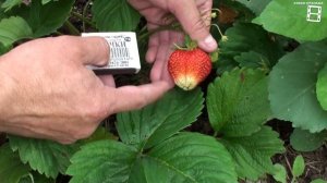СУПЕР СОРТА КЛУБНИКИ (ЗЕМЛЯНИКИ) ДЛЯ ПОСАДКИ В НОВОМ СЕЗОНЕ. САД (ОГОРОД) И ТЕПЛИЦА