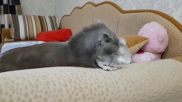 Котята!!! #котята #бонита #мукачево #скотишфолд #кот #красота #фотография #kitty #kat