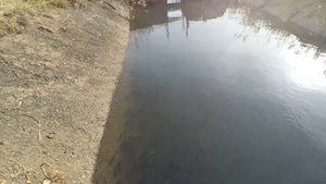 облов пруда с карпами . Выращивание карпа и белого амура .
