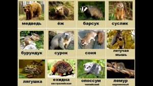 Как спят животные?