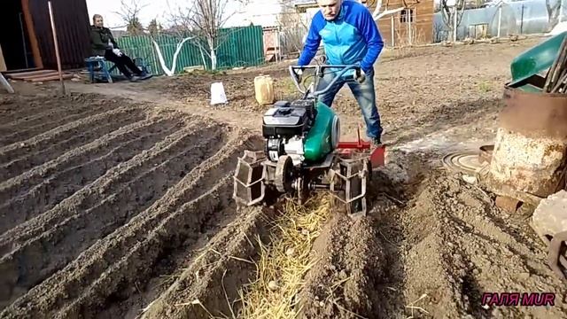 Как посадить картофель на солому. Посадка глдадиолусов и новых лилий смотреть онлайн