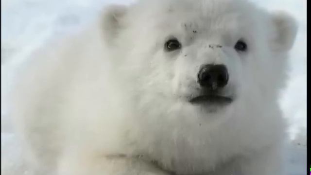 Зоосад Приамурский имени В.П. Сысоева смотреть онлайн