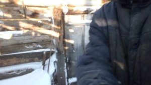 Зима, холмогорские гусята 2,5 месяца.