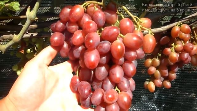Виноград (Дюваль) 2020