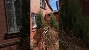 Наращиваю высоту штамба лиственницы