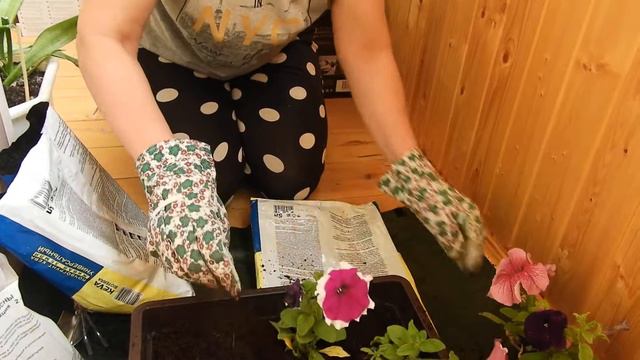 Озеленение балкона в городской квартире  любителем . Посадка петуний. смотреть онлайн