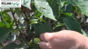 Как формировать перец в период созревания и плодообразования. Выращиваем перец в теплице.