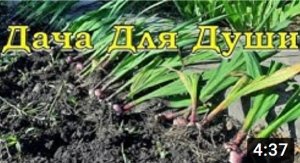 ГЛАДИОЛУСЫ отцвели, что делать дальше????
