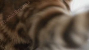 Аdvertising  Реклама Perfect Fit 2015   Перфект Фит    1000 Мышей  Кот Боярского