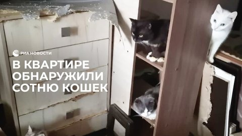 В обнинской квартире обнаружили сотню кошек
