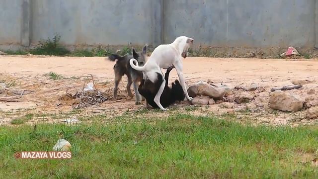 Awesome Three Dogs !! Puppies Meeting German MAZAYA VLOGSSo Funny смотреть онлайн