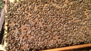 Бакфасткий расплод...Пчелопакеты, пчеломатки: карника, бакфаст. т. 89603022455