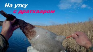 Охота на утку с молодой легавой