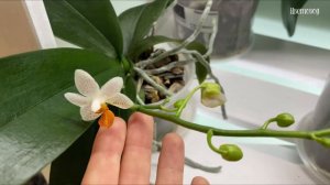 Распаковка новинки. Калатея Electric shock.