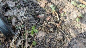 Поиск лесных потеряшек с Minelab x-terra 705  катушка 18.75 кгЦ Весенняя прогулка терка 705
