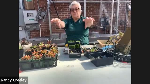 Wilton Garden Club: Succulent Workshop by Jerre Dawson 3/10/21 смотреть онлайн