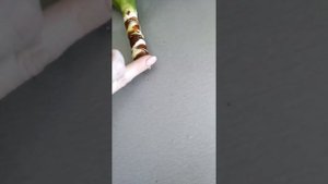 Юкка. Обрезка и размножение. Часть 1.