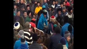 Улок Купкари, Тошкент Газалкент Мустанг майдони (14.11.2020). Uloq Kopkari, Toshkent Gazalkent.