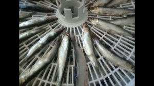 Сушка рыбы в сушилке Волтера 1000