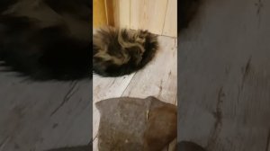 Сибирские кошки любят запах овчины, он их дурманит.