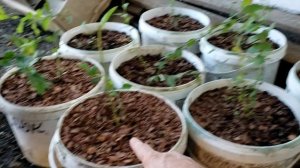 Саженцы ягодный культур от частного питомника Ягодное Подворье