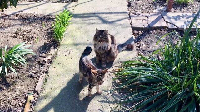 Зая МАЛЕНЬКАЯ старое видео Zaya kitten with her mother cats про диких котиков catslovers