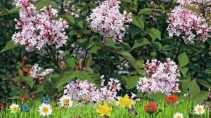 Сирень мелколистная Суперба ? Обзор: посадка и уход. крупномеры сирени: описание и особенности