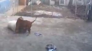 Стаф против алабая