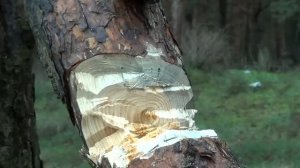 Якутский нож Батыйя (и нож и копье и мачете). Тесты