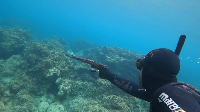 Il mio primo video subacqueo : cefali e saraghi all'agguato. смотреть онлайн