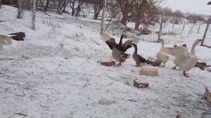 Весна  так действует на гусей. Драка не по детски.