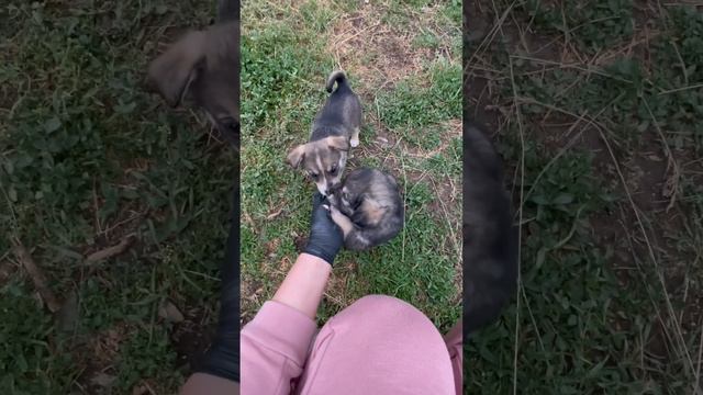 Щенята в хорошие руки! Бесплатно смотреть онлайн