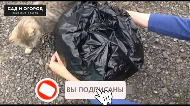 Лучшее удобрение  ЭТО Зелёное удобрение  Рецепт проверенный временем