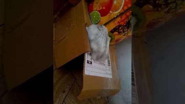 Хомяк Тренируется Копать. смотреть онлайн