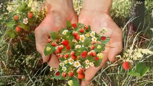 Ты поспи, жена- Эдуард Обухов