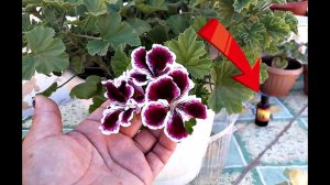 Как ухаживать за геранью в горшке в домашних условиях? Как подготовить герань к зиме?