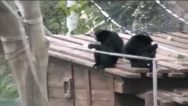 Библейский зоопарк  2011.У входа. Большие обезьяны