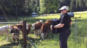 Cows listen to accordion music, absolutely love it!