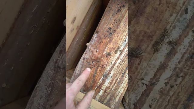 Мыши в улье. 2 смотреть онлайн