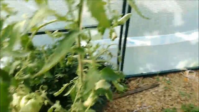 Цветущий и плодоносящий сад в конце июля. Моя прекрасная дача смотреть онлайн