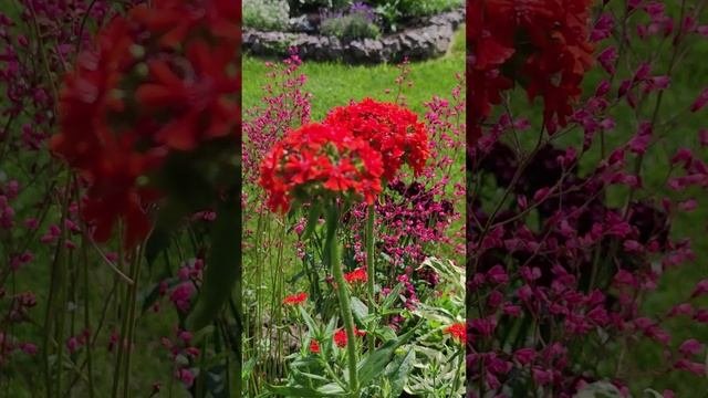 Лихнис многолетний.  (Lychnis)?