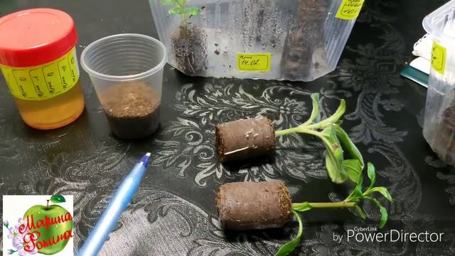 Комнатный гибискус. Формировка, размножение, основной уход.