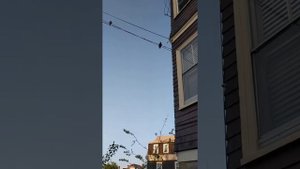 Скворец выгнал воробьев из гнезда