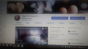 КОГДА НЕЛЬЗЯ ДАВАТЬ КУКУРУЗУ ПТИЦЕ!