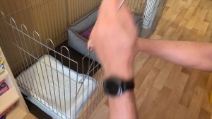 Удобный разборный вольер для собак. Где держать собаку в квартире?